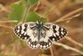 Melanargia grumi (Çölmelikesi)